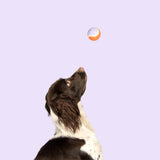 كوكو لتس بلاي لعبة للكلاب كرات تنس متعددة الألوان