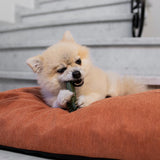 جاردن بايتس توبي توث برش مكافات للكلاب لدعم صحة الأسنان حجم صغير