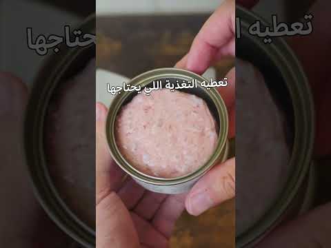 ابلاوز طعام رطب للقطط الصغيرة بنكهة الدجاج 70غ