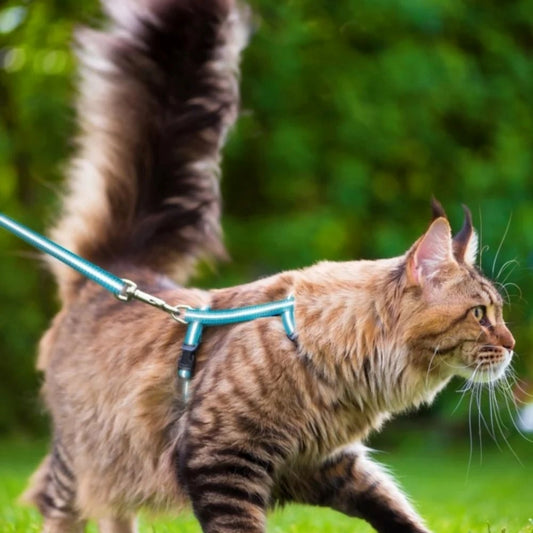 Zolux blue harness with leash for cats, blue